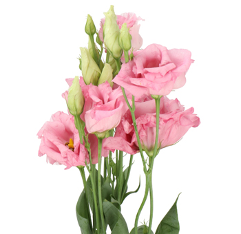 Bulk pink lisianthus flowers with soft layered petals perfect for romantic wedding bouquets and bridal centerpieces.